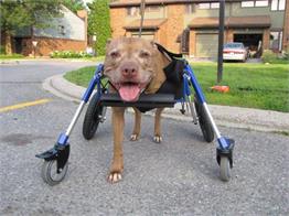 4 Tekerlekli Köpek Yürüteç - Medium